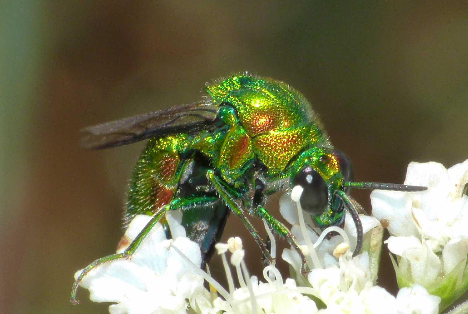 Grosso Chrysididae variopinto (Stilbum cianurum?)